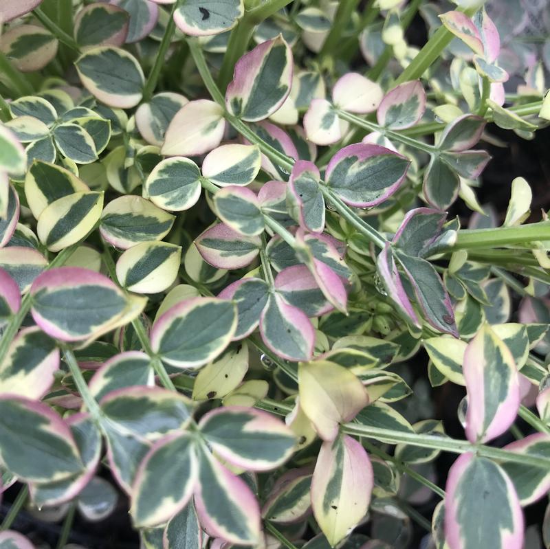 Polemonium reptans 'Stairway to Heaven' Variegated Jacob's Ladder from