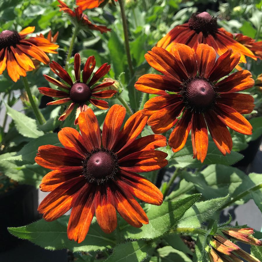 Gloriosa Daisy Rudbeckia hirta 'Autumn Colors' from Saunders Brothers Inc