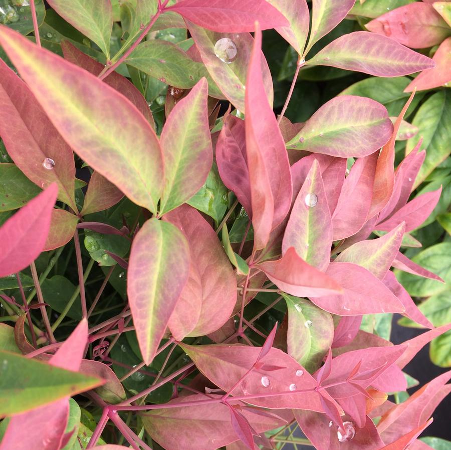 Nandina Domestica Leaf