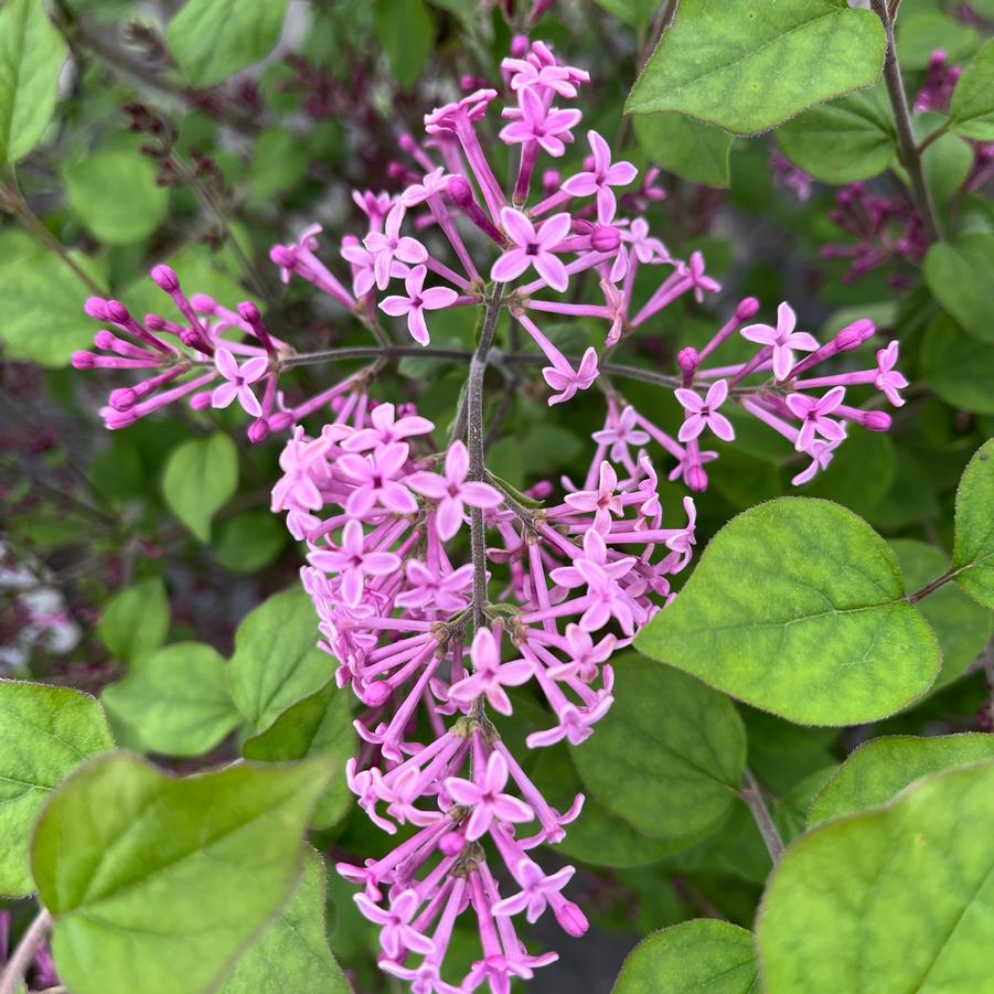 Syringa x Bloomerang® Dark Purple Lilac from Saunders Brothers Inc