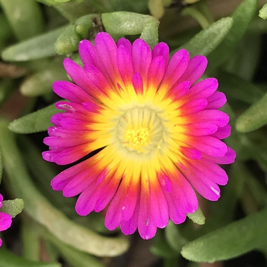 Delosperma Wheels of Wonder™ Hot Pink Wonder Ice Plant from Saunders