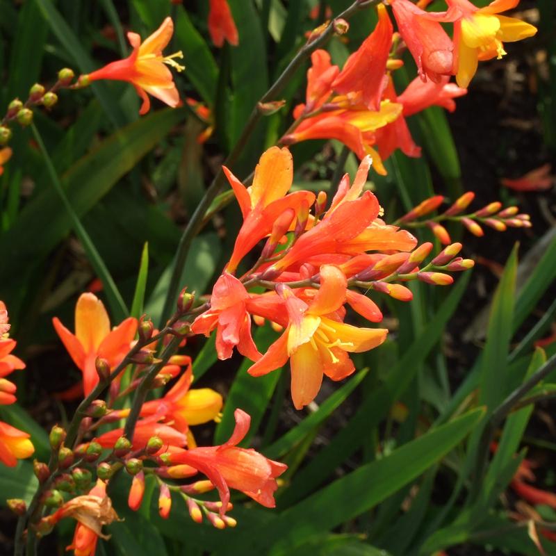 Crocosmia 'Orange Pekoe' Montbretia from Saunders Brothers Inc