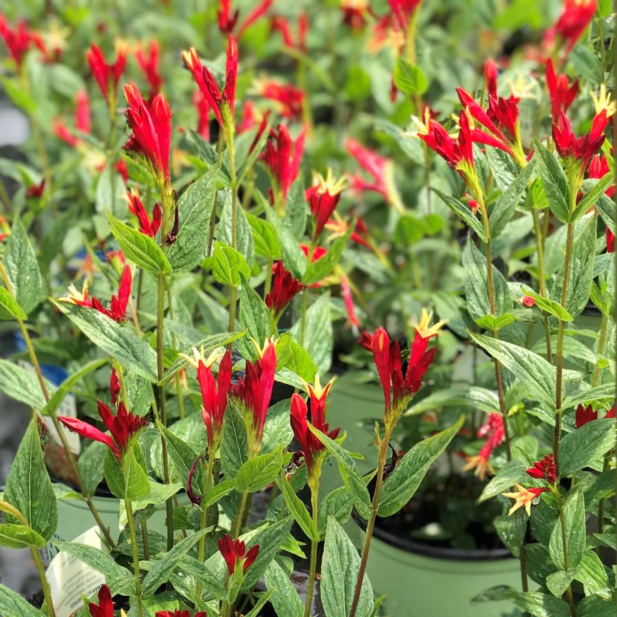 Spigelia Marilandica