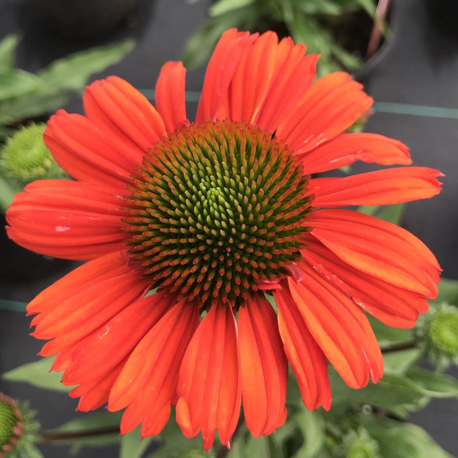 Echinacea Kismet® Intense Orange Coneflower from Saunders Brothers Inc