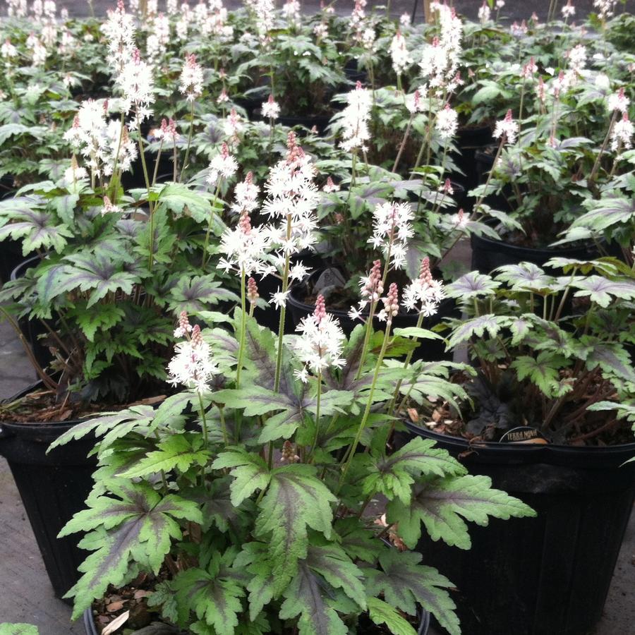 Tiarella 'Sugar and Spice' Foam Flower from Saunders Brothers Inc