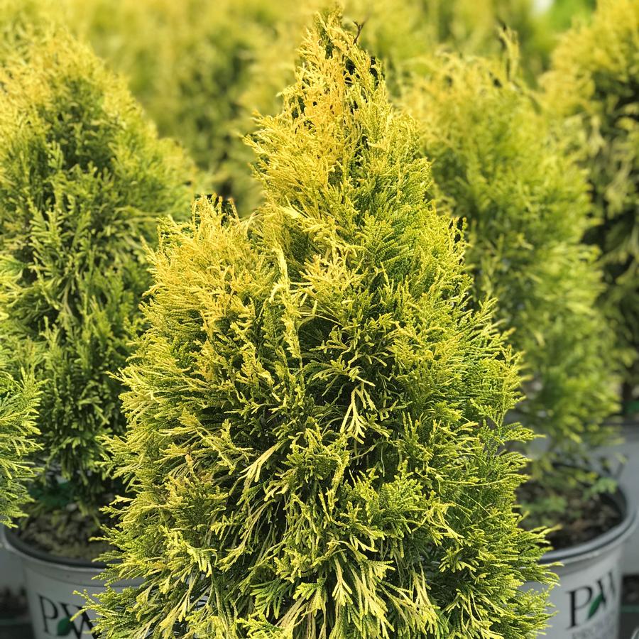 Thuja plicata Fluffy® Arborvitae from Saunders Brothers Inc