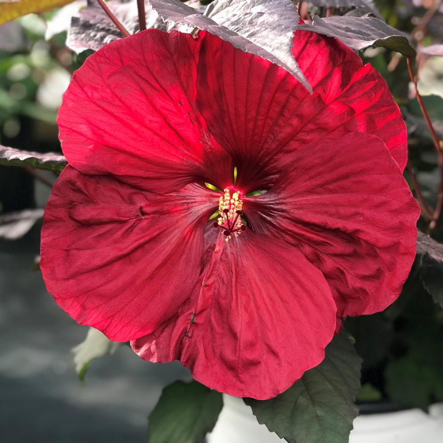 Hibiscus 'Holy Grail' from Saunders Brothers Inc