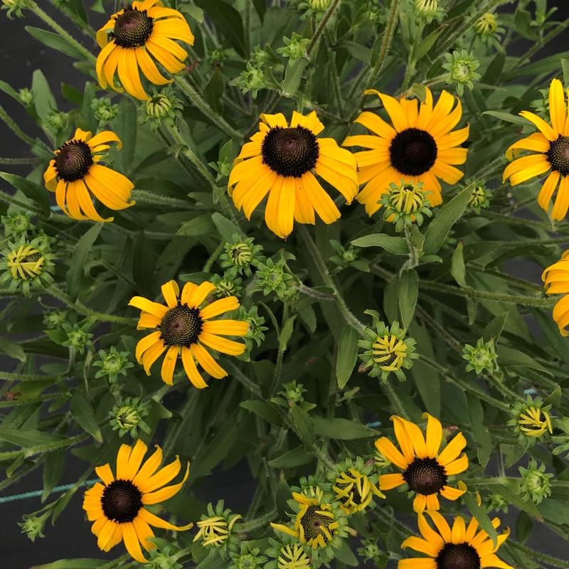 Rudbeckia 'American Gold Rush' BlackEyed Susan from Saunders Brothers Inc