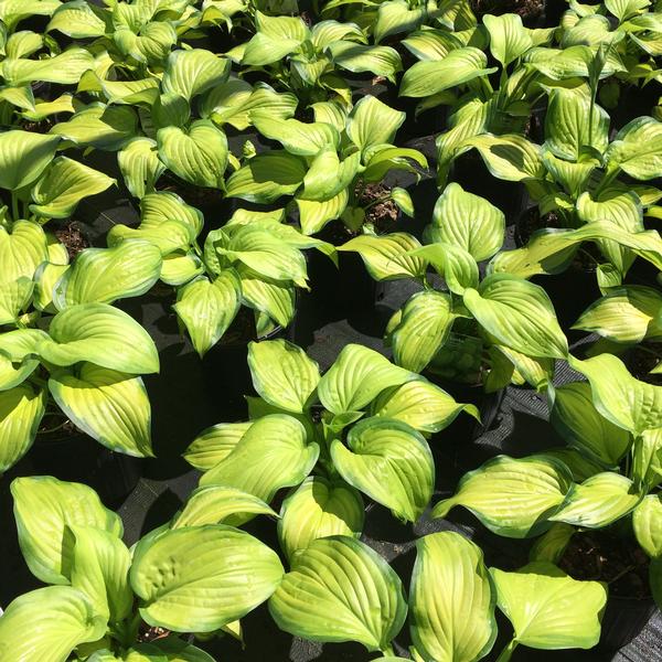 Hosta 'Stained Glass' Hosta from Saunders Brothers Inc