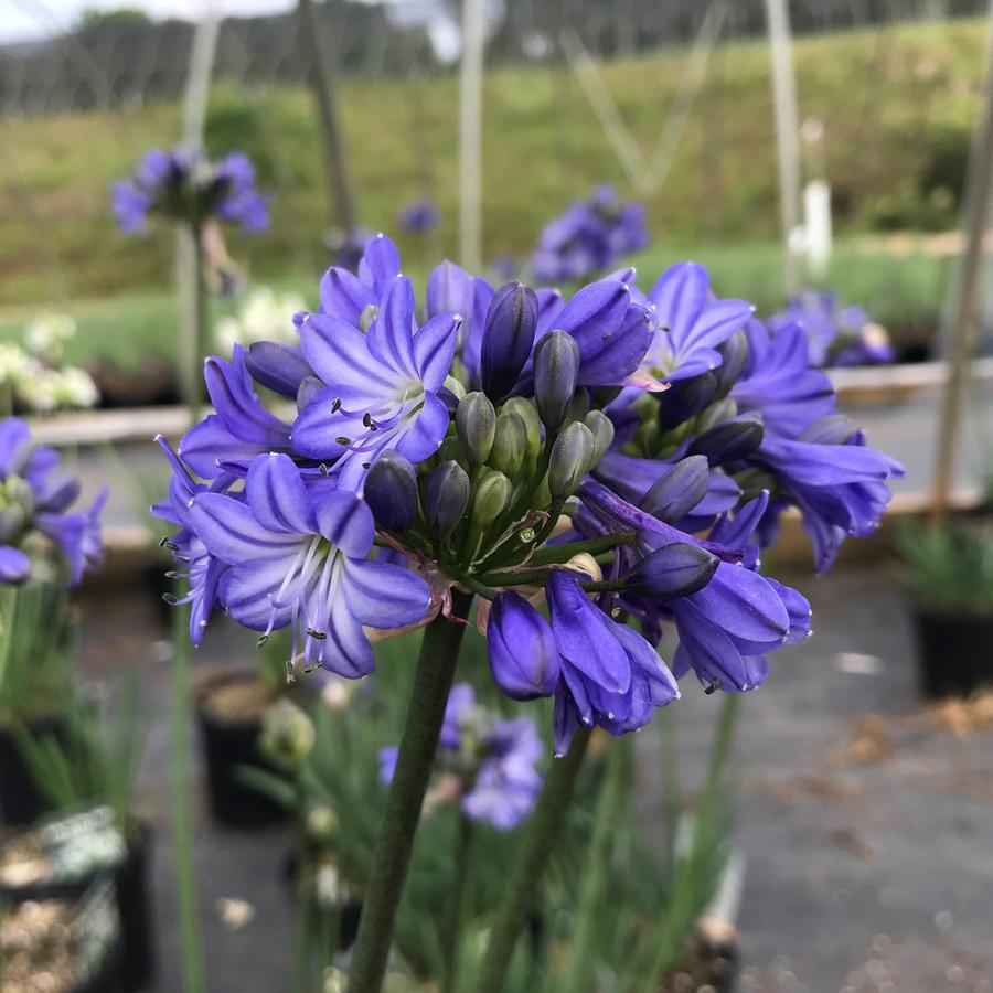 Agapanthus 'Galaxy Blue' Lily of the Nile from Saunders Brothers Inc