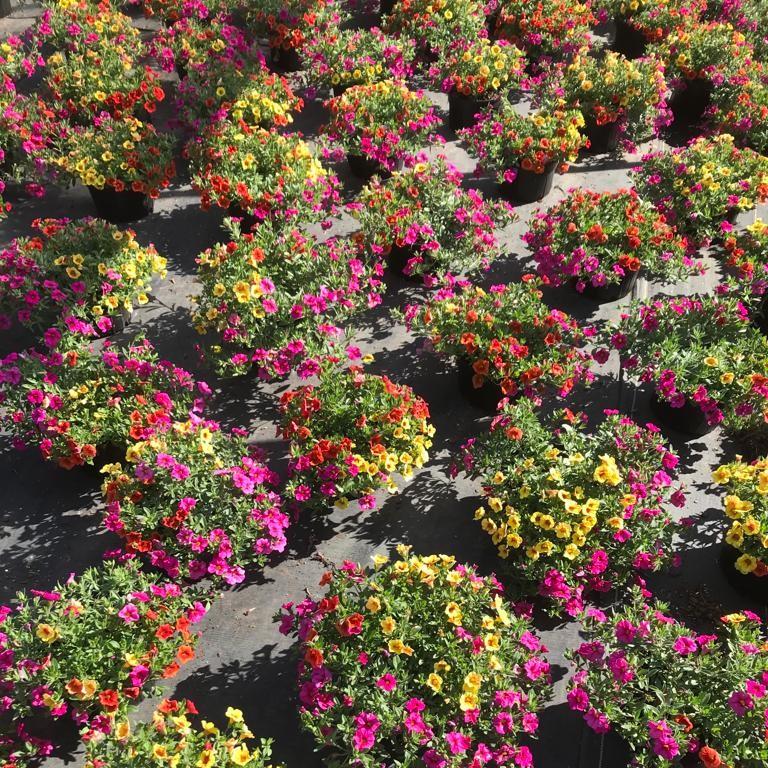 Confetti Garden™ Hawaiian Kalani from Saunders Brothers Inc