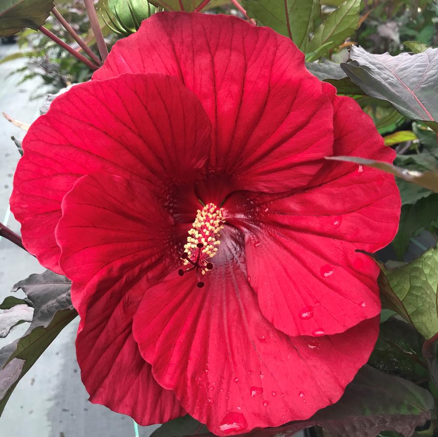 Hibiscus 'Midnight Marvel' from Saunders Brothers Inc