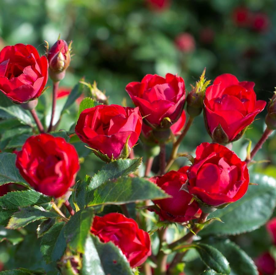 Rose Petite Knock Out® Rose Petite Knock Out® from Saunders Brothers Inc