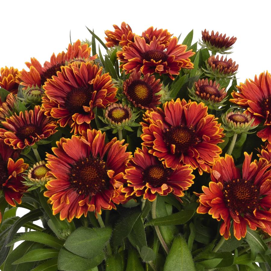 Gaillardia SpinTop™ Yellow Touch Blanket Flower from Saunders Brothers Inc