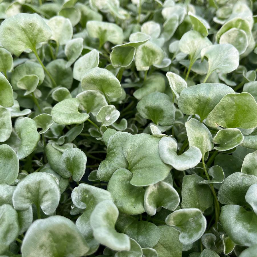 Dichondra Silver Falls Dichondra from Saunders Brothers Inc