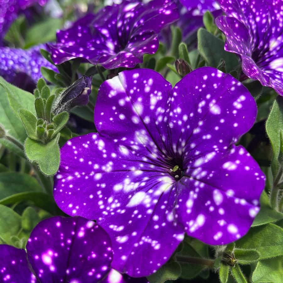 Petunia Headliner™ Night Sky® from Saunders Brothers Inc