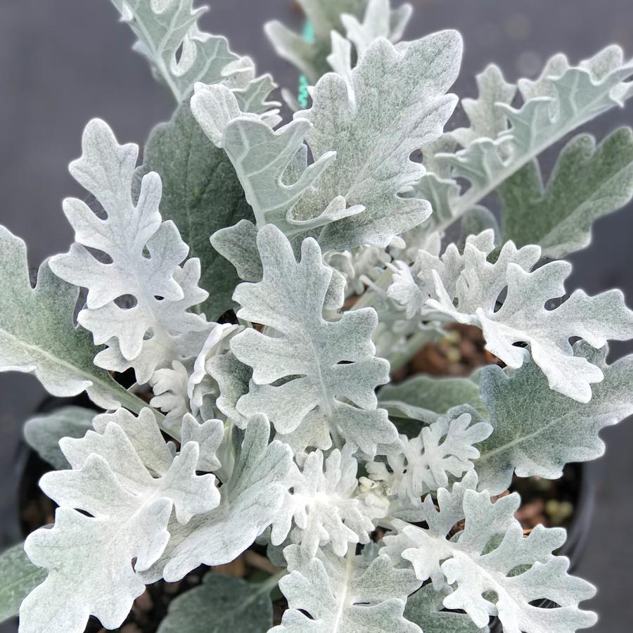 Dusty Miller 'Silver Dust' Dusty Miller from Saunders Brothers Inc