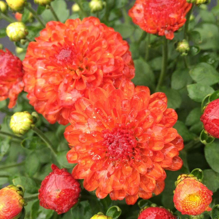 Chrysanthemum Gigi Orange from Saunders Brothers Inc