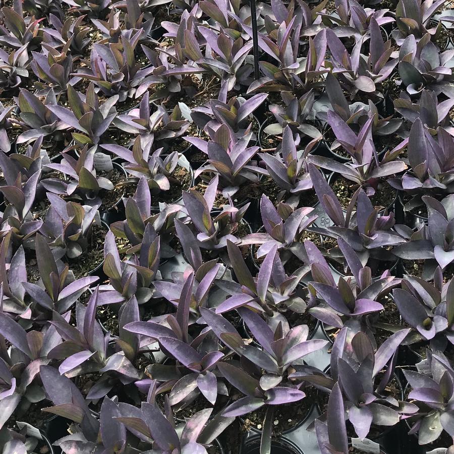 Setcreasea Purple Queen from Saunders Brothers Inc