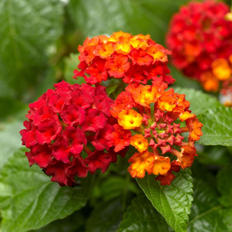 Lantana Bandana® Red Lantana from Saunders Brothers Inc