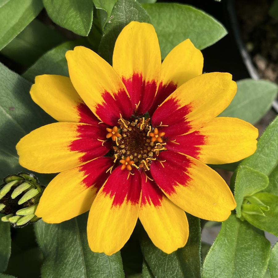 Zinnia Profusion Red Yellow Bicolor from Saunders Brothers Inc