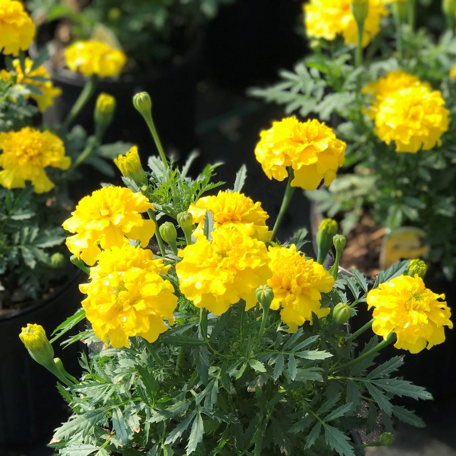 Marigold Marigold 'Bonanza Yellow' from Saunders Brothers Inc