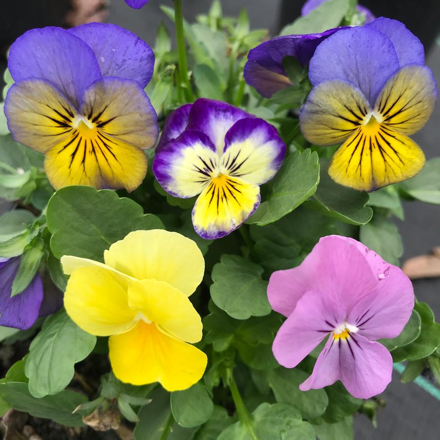 Viola Sorbet™ Saunder's Mix Viola from Saunders Brothers Inc