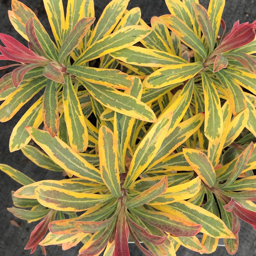 Euphorbia x martinii 'Ascot Rainbow' Spurge from Saunders Brothers Inc