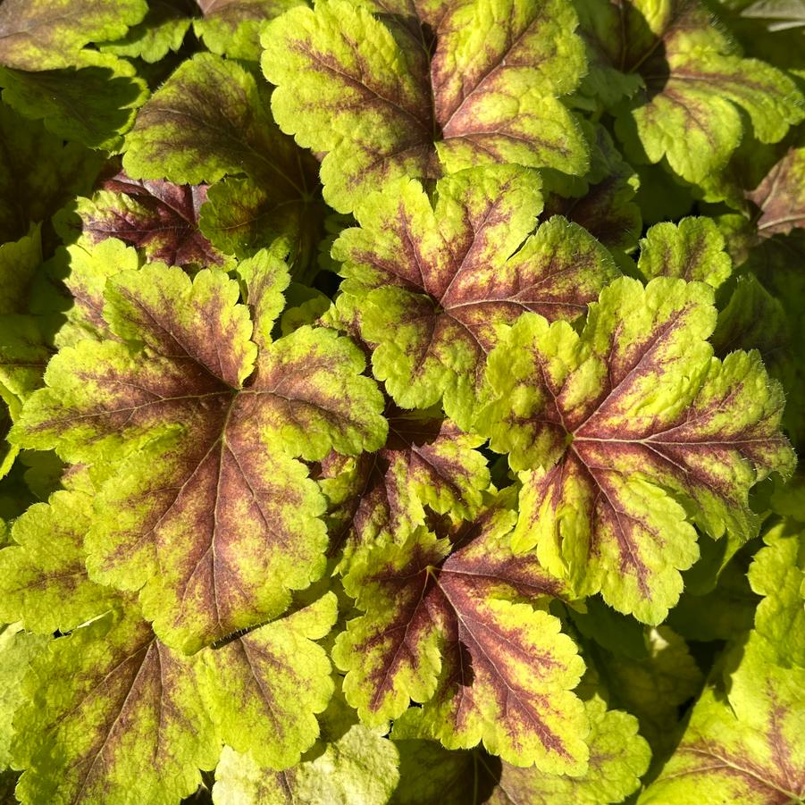 Heucherella 'Gold Zebra' Foamy Bells from Saunders Brothers Inc