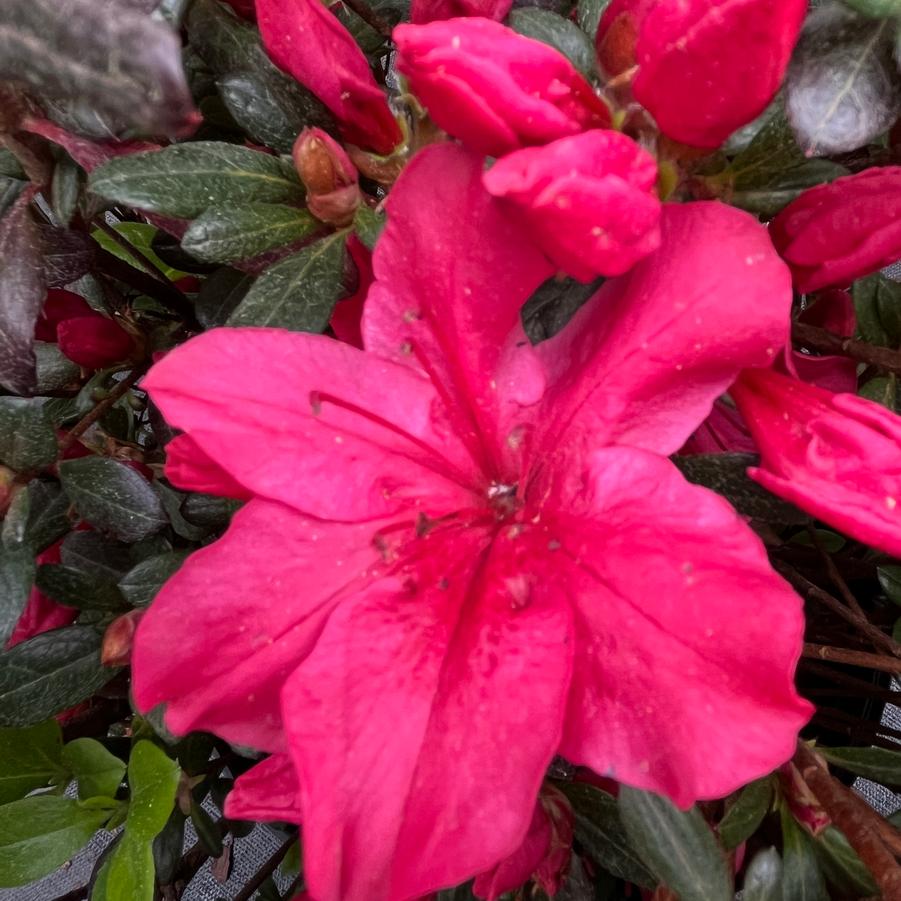 Azalea 'Girard's Red' Azalea Red from Saunders Brothers Inc