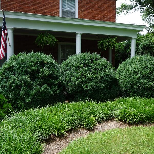 Buxus sempervirens American Boxwood from Saunders Brothers Inc