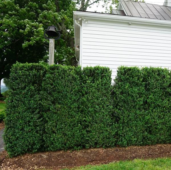 Buxus sempervirens 'Fastigiata' Fastigiata Boxwood from Saunders