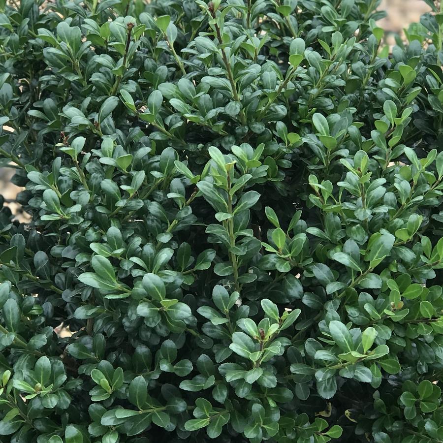 Ilex crenata Compacta' Japanese Holly from Saunders Brothers Inc