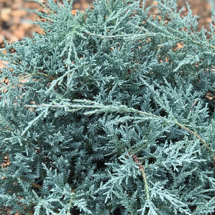 Juniperus chinensis 'Angelica Blue' Juniper from Saunders Brothers Inc