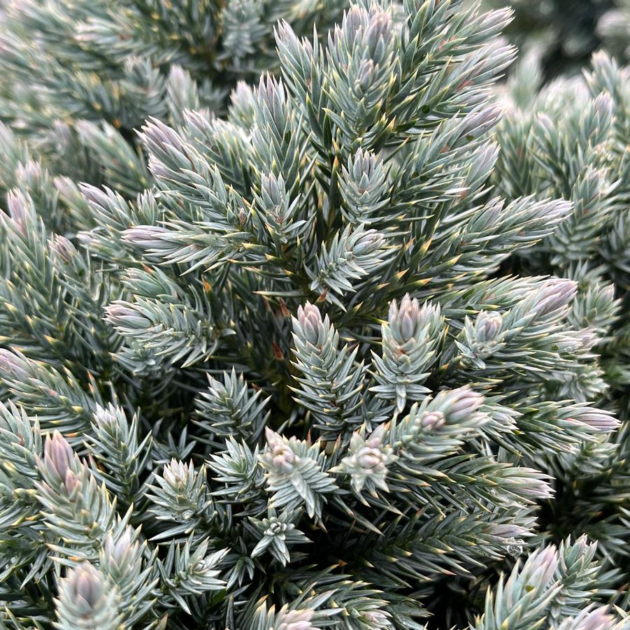 Singleseed Juniper Juniperus squamata 'Blue Star' from Saunders