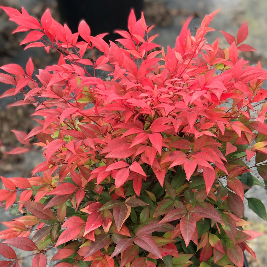 Nandina domestica 'Gulf Stream' Heavenly Bamboo from Saunders Brothers Inc