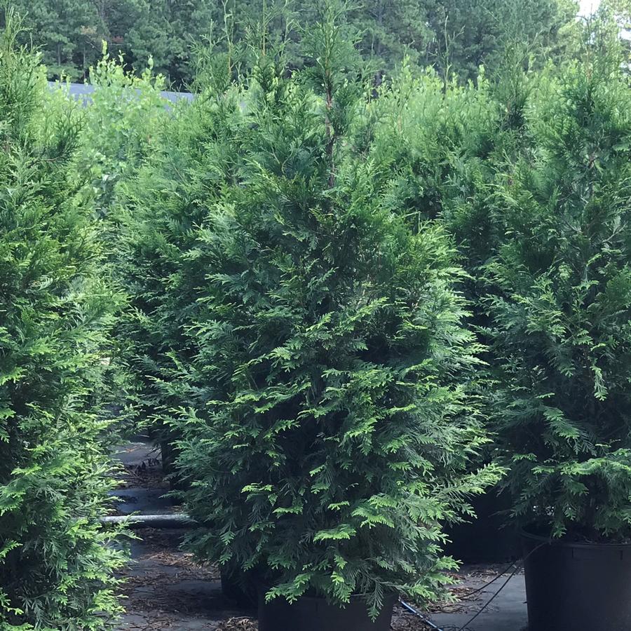 Thuja plicata 'Green Giant' Arborvitae from Saunders Brothers Inc