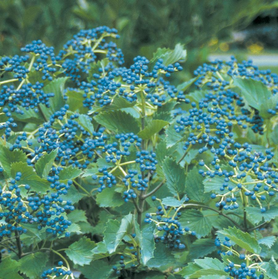 Viburnum dentatum Blue Muffin® Viburnum from Saunders Brothers Inc