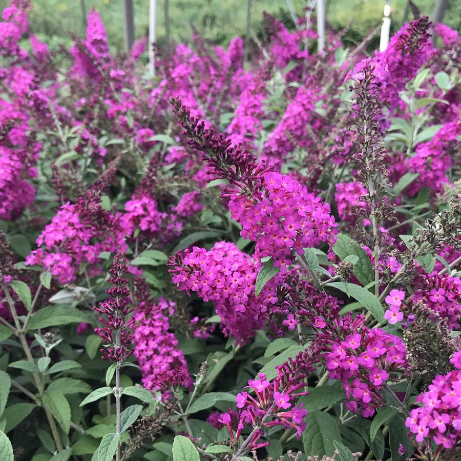 Buddleia x 'Miss Ruby' Butterfly Bush from Saunders Brothers Inc