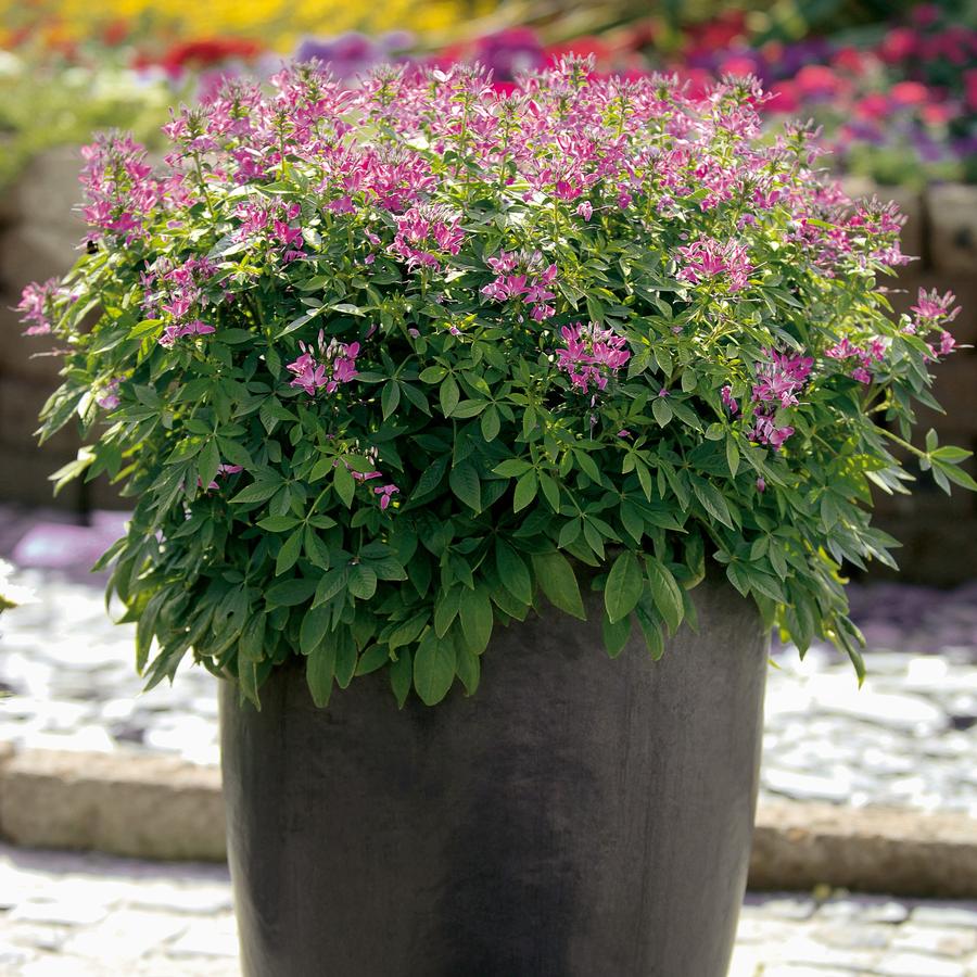 Cleome Senorita Rosalita® Spider Flower from Saunders Brothers Inc