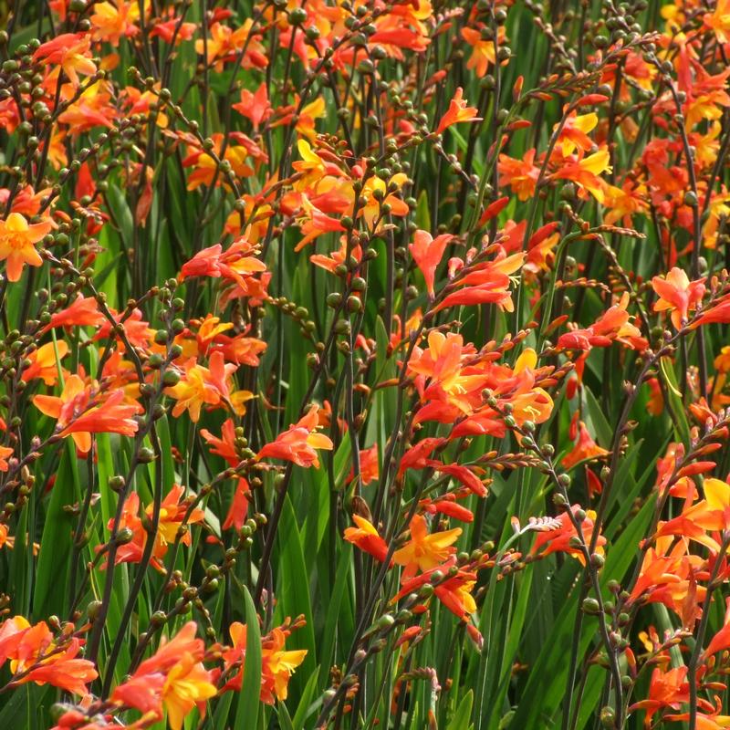 Crocosmia 'Orange Pekoe' Montbretia from Saunders Brothers Inc