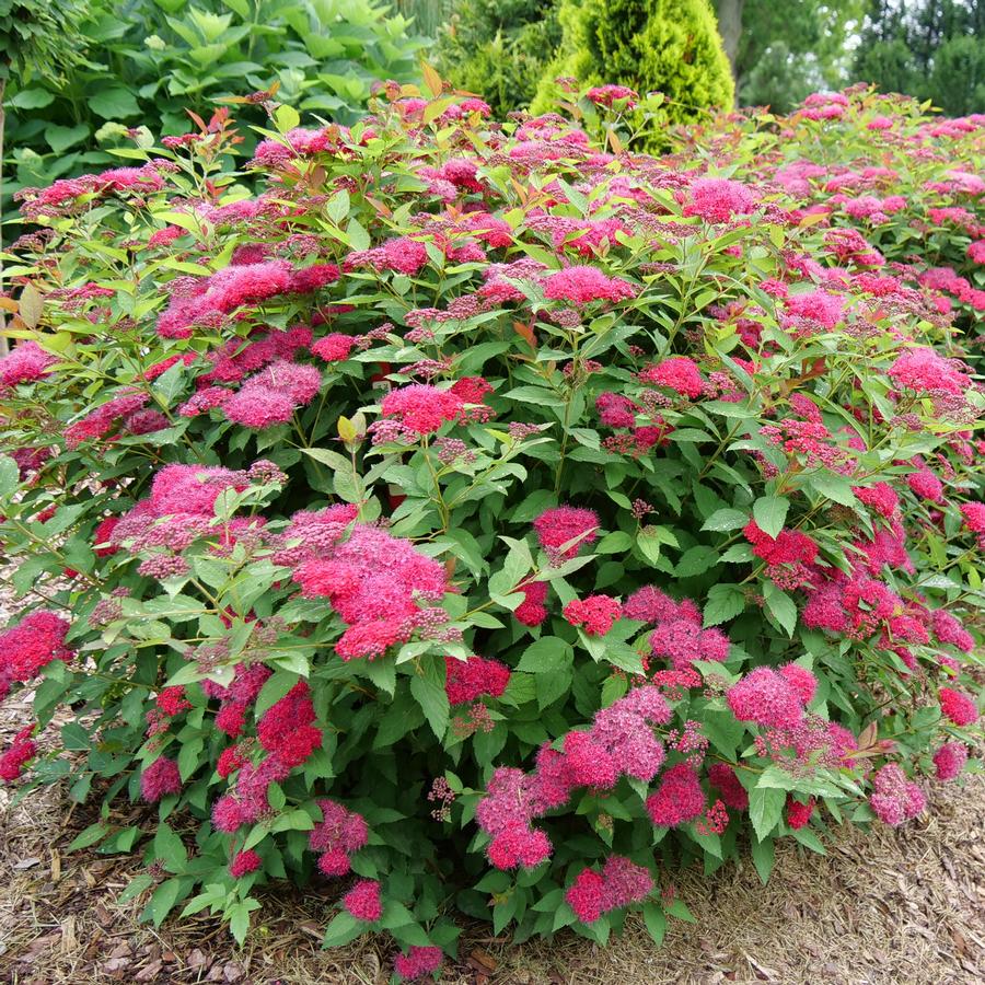 Spiraea x Double Play Doozie® Spirea from Saunders Brothers Inc
