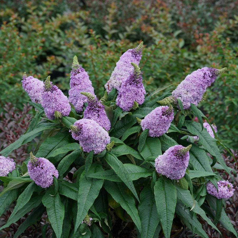 Buddleia x Pugster® Amethyst Butterfly Bush from Saunders Brothers Inc