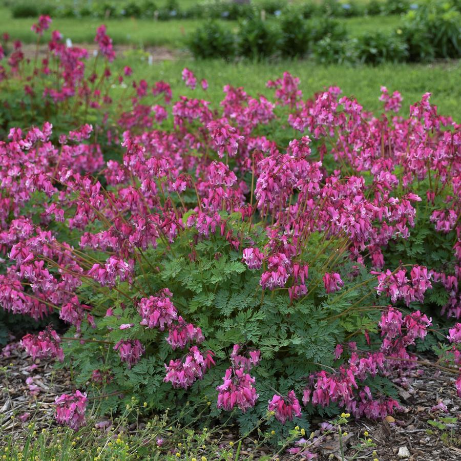 Dicentra 'Pink Diamonds' Bleeding Heart from Saunders Brothers Inc