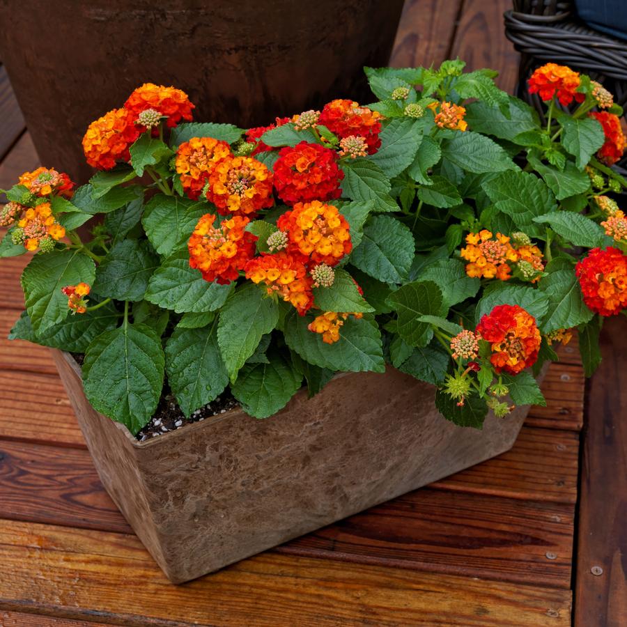 Lantana Bandana® Red Lantana from Saunders Brothers Inc