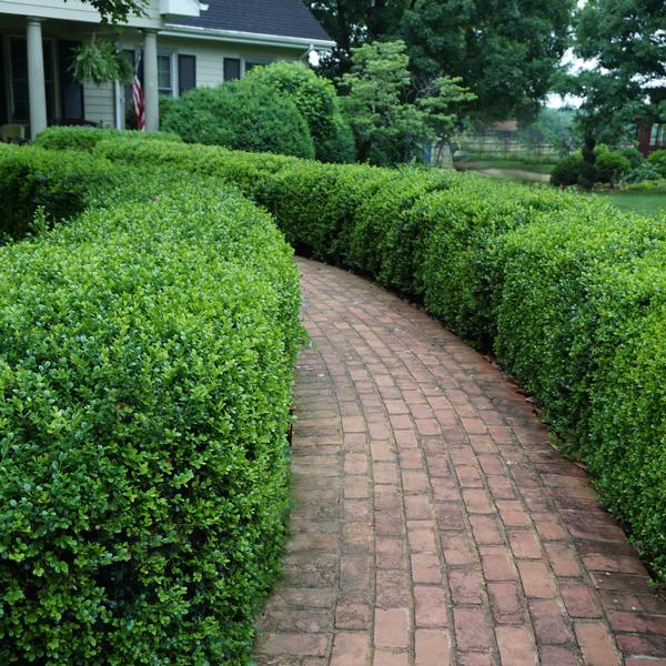 Buxus microphylla var. japonica 'Green Beauty' Green Beauty Boxwood
