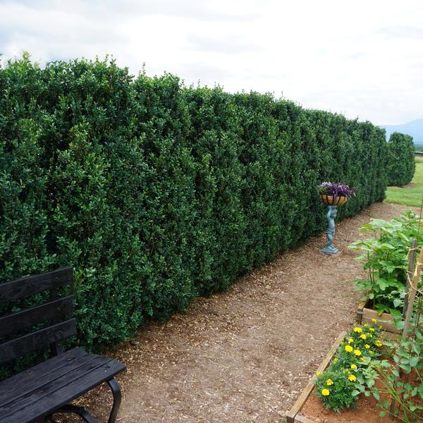 Buxus sempervirens 'Fastigiata' Fastigiata Boxwood from Saunders