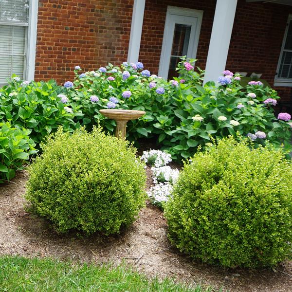 Buxus microphylla 'Golden Dream' Golden Dream Boxwood from Saunders