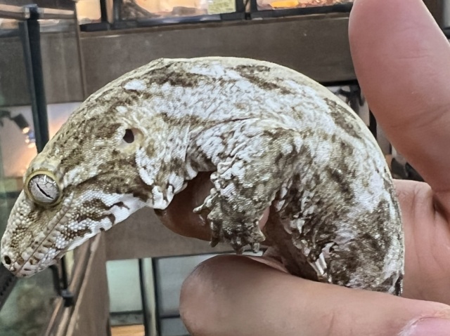 爬虫類ショップ サウリア大東店｜ジャイアントゲッコー（Mt.Koghis）（DarkTroegerLIne）
