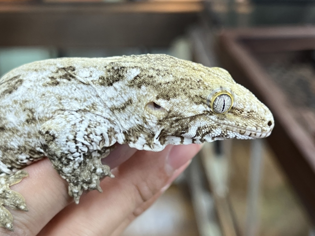 爬虫類ショップ サウリア大東店｜ジャイアントゲッコー（Mt.Koghis）（DarkTroegerLIne）